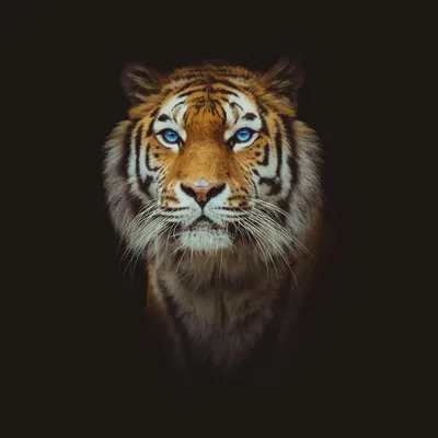 Попалась: тигрицу Елену с «котятами» сняла фотоловушка в Амурской области