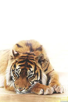 Животные, #Тигры, #аватары, #картинки, #фото, #авы,  https://avatarko.ru/kartinka/32660 | Big cats, Wild cats, Animals wild