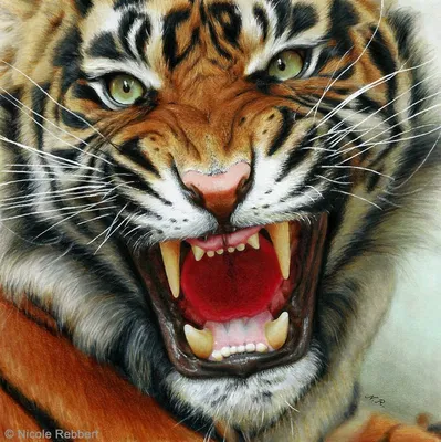 Детализированный и реалистичный рисунок скалящегося тигра | Картинка на аву