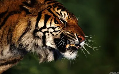 Злая морда тигра с небольшим оскалом — Картинки на аву | Тигр, Животные,  Картинки