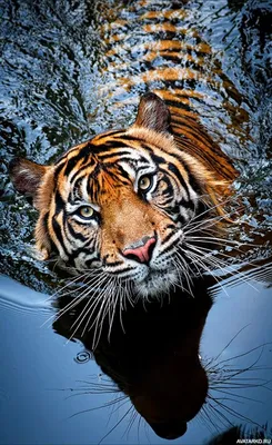 Животные, #Тигры, #аватары, #картинки, #фото, #авы,  https://avatarko.ru/kartinka/32478 | Majestic animals, Most beautiful  animals, Nature animals