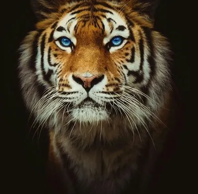 Животные, #Тигры, #Снег, #аватары, #картинки, #фото, #авы,  https://avatarko.ru/kartinka/32175 | Big animals, Wild cats, Beautiful cats