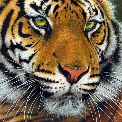 Тигр на заставку - 65 фото