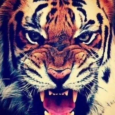 Тигр на аватарке» — создано в Шедевруме