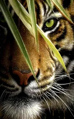 Красивый тигр - 75 фото