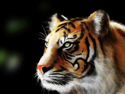 Красивый рисунок тигра на аватарку — Скачать картинки | Картина с тигром,  Изображение животного, Животные