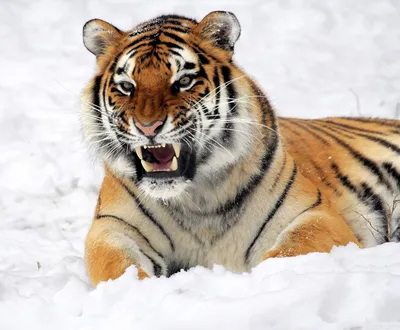 Картинка с мордой белого тигра на аватар — Скачать картинки