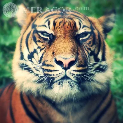 MERAGOR | Красивое фото тигра на аву скачать