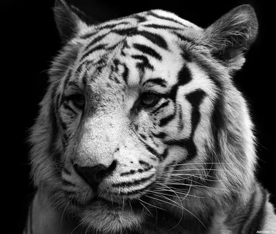 Животные, #Тигры, #аватары, #картинки, #фотки, #арт,  https://avatarko.ru/kartinka/10582 | Белые тигры, Тигр, Животные