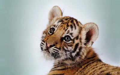 Картинка Тигры Большие кошки Усы Вибриссы Морда Животные