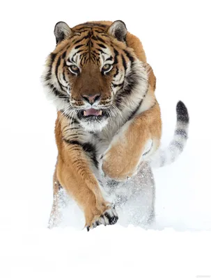 Красивый белый тигр (65 фото)