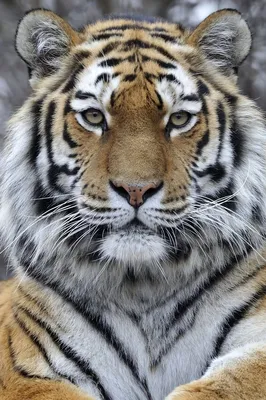 Тигры 2024 | ВКонтакте