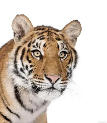 Фото тигра на белом фоне фотографии