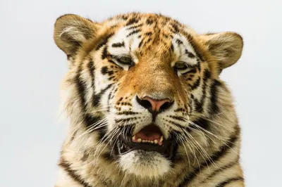 826 844 рез. по запросу «Тигр» — изображения, стоковые фотографии,  трехмерные объекты и векторная графика | Shutterstock
