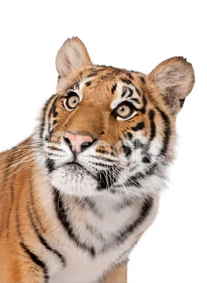 Крупный Портрет Бенгальского Тигра На Белом Фоне Стоковые Фотографии |  FreeImages