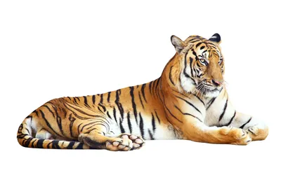 Тигр На Белом Фоне — стоковые фотографии и другие картинки Без людей - Без  людей, Белый фон, Бенгальский тигр - iStock