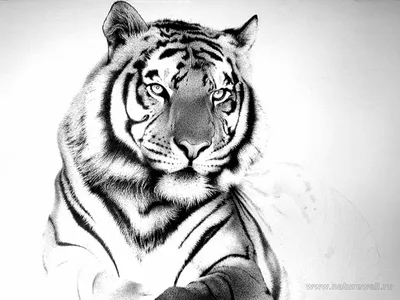Спорт логотип тигра, значок «тигр» на белом фоне изоляции Иллюстрация  вектора - иллюстрации насчитывающей талисман, битник: 197976058