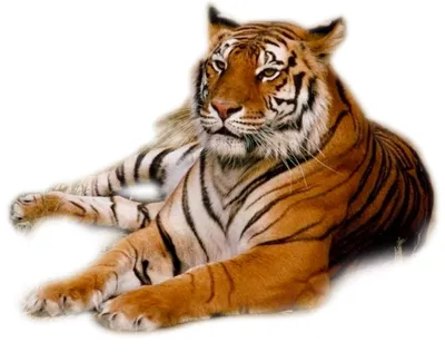 портрет животного тигра на белом фоне изолирован PNG , белый, изолирован,  глава PNG картинки и пнг рисунок для бесплатной загрузки
