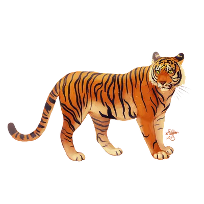 Бенгальский Тигр Изолирован На Белом Фоне — стоковые фотографии и другие  картинки Тигр - Тигр, Изолированный предмет, Белый фон - iStock