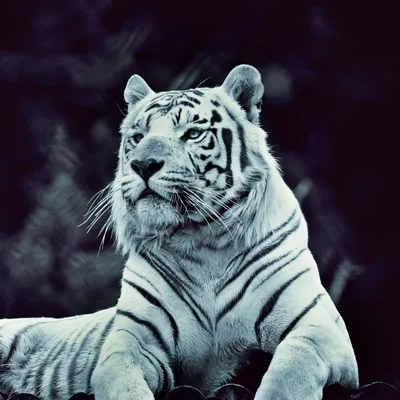 Белый тигр обои - 58 фото
