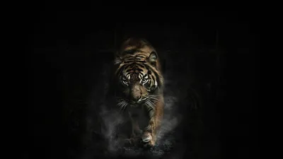 Фото тигра на черном фоне 