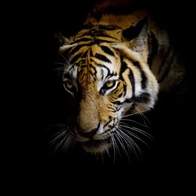 Черный глаз тигра - 76 фото