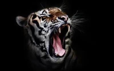 Тигр на черном фоне | Премиум Фото
