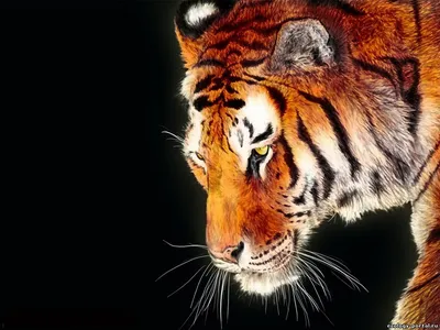 Скачать обои тигр, черный фон, белый тигр, бенгальский, голубоглазый  разрешение 1920x1200 #158962