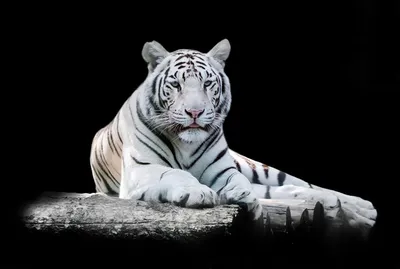закрыть портрет тигра на черном фоне Стоковое Изображение - изображение  насчитывающей мясоед, млекопитающее: 226781451
