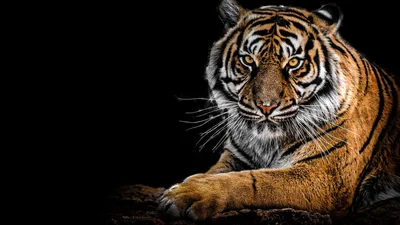 Черный тигр обои - 62 фото