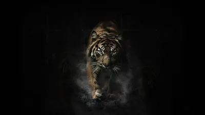 тигр на черном фоне