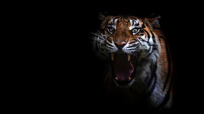 Картинка Тигры языком зевающая смотрит Животные на черном фоне