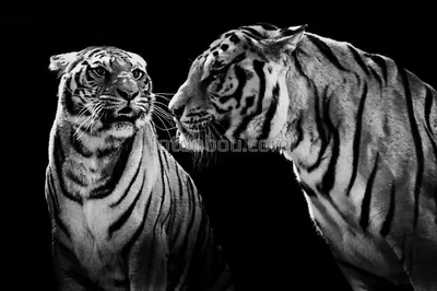 Черный Белый Красивая Тигра Изолированные На Черном Фоне — стоковые  фотографии и другие картинки Агрессия - iStock