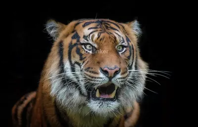 Темный тигр - картинки и фото poknok.art