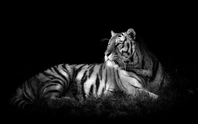 Тигр на черном фоне | Премиум Фото
