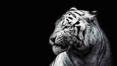 Портрет тигра на черном фоне Стоковое Фото - изображение насчитывающей  страх, темно: 168006266