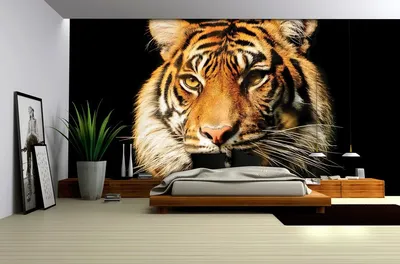 тигр на черном фоне, свободно, цветное изображение тигра, животное фон  картинки и Фото для бесплатной загрузки