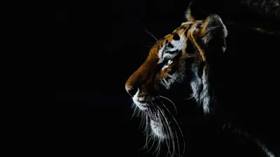 Фото обои 3Д Животные Кошки Дикая природа 368x280 см Два тигра на черном  фоне (10173P10)+клей (ID#1754673265), цена: 1610 ₴, купить на Prom.ua