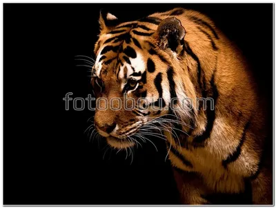 Фотографии тигра . стоковое фото ©Appstock 307551530