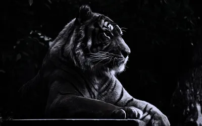 Тигр из кожи тигра и цветов на …» — создано в Шедевруме