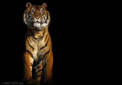 Фото обои 368x254 см 3Д Голова тигра на черном фоне (1964P8)+клей купить по  цене 1200,00 грн