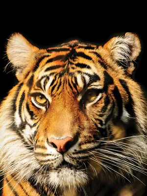 портрет красивого хрустящего тигра на черном фоне. большой кот закрылся.  тигр смотрит на тебя из темноты Стоковое Фото - изображение насчитывающей  опасность, шерсть: 246797666