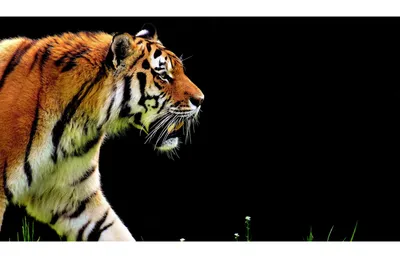 черный фон показывающий лицо изображения тигров, картина тигр, животное,  дикая природа фон картинки и Фото для бесплатной загрузки