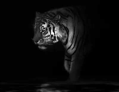 Купить фотообои Тигр на черном фоне арт. 103021 на стену: цены, фото,  каталог - интернет-магазин «LIKE»