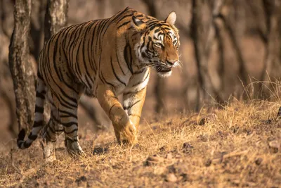 Фото тигра на охоте 