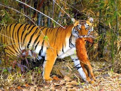 Тигр на охоте, красиво, высокое …» — создано в Шедевруме