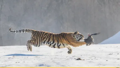 Фотообои Тигр на охоте флизелиновые, 200x270 см, L13-196 по цене 4437 ₽/шт.  купить в Москве в интернет-магазине Леруа Мерлен