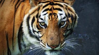 Тигр на охоте - красивые фото