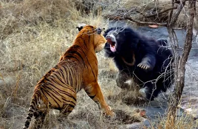 Стали известны новые подробности нападения тигра на охотника в Хабаровском  крае | Транссибинфо Хабаровск | Дзен