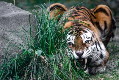 В Приморье тигр отомстил охотнику, который в него выстрелил | Пикабу